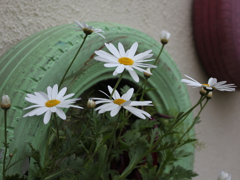 22.	Margarida (Crisanthemum leucanthemum)
Data da fotografia: 08/05/2018
Utilidade/ função na horta: Muito atrativa para os auxiliares, incluída nas misturas para bandas florais a semear nos pomares ou na bordadura das hortas.